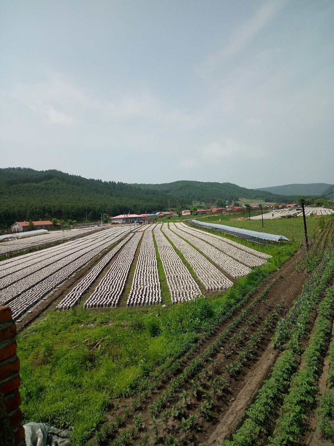 二龙涛农场新项目引领农业现代化新潮流