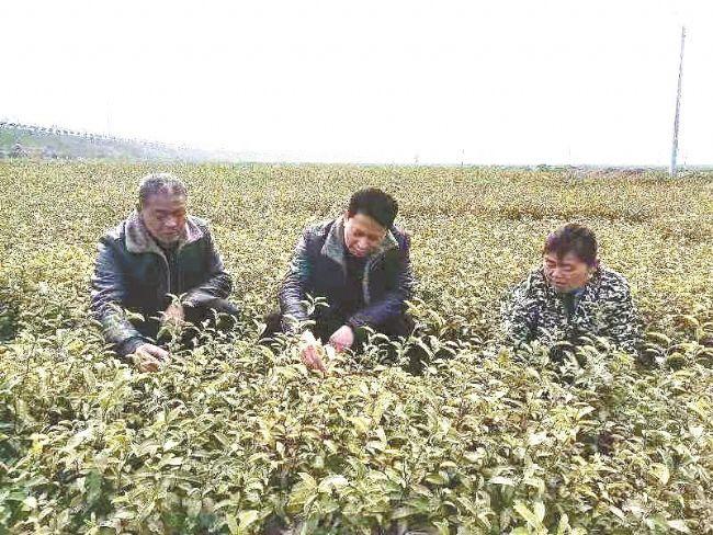 春培村发展规划，走向繁荣与和谐共生的未来之路