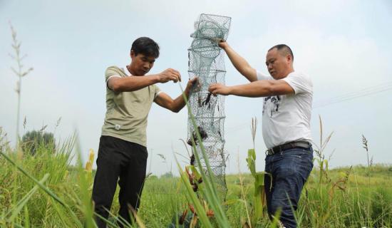 苏巷镇最新新闻概览，揭秘当地发展动态